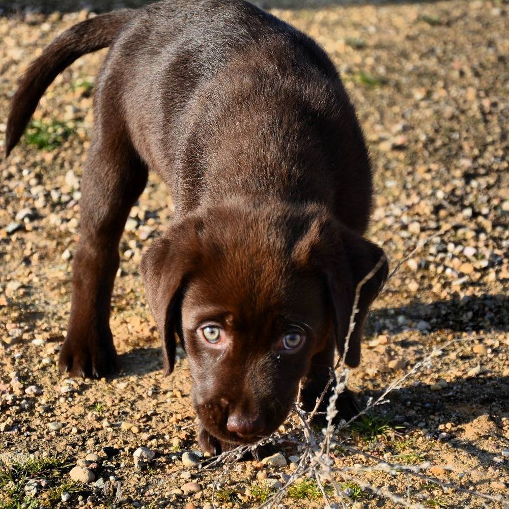 baby Conan