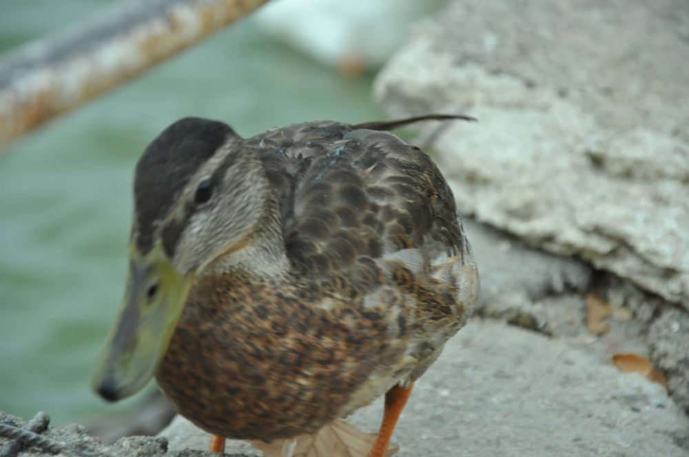 Ocas y patos en parque polvoranca (Leganes) 30-08-2014