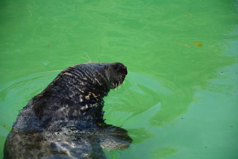 zoo 07-07-2018