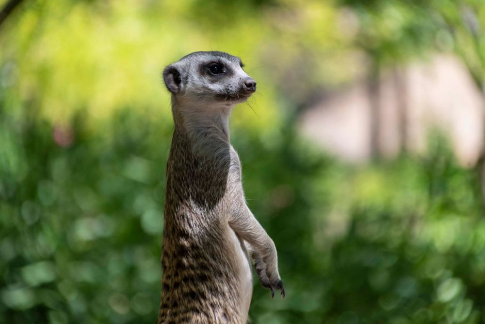 Faunia 04-08-2026