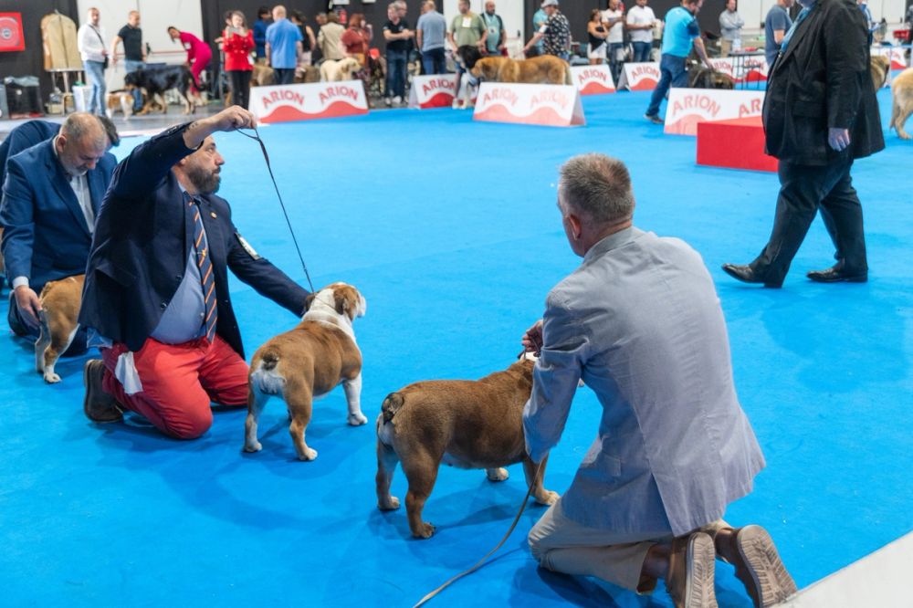 Exposicion canina (ciudad real) 02-06-2024
