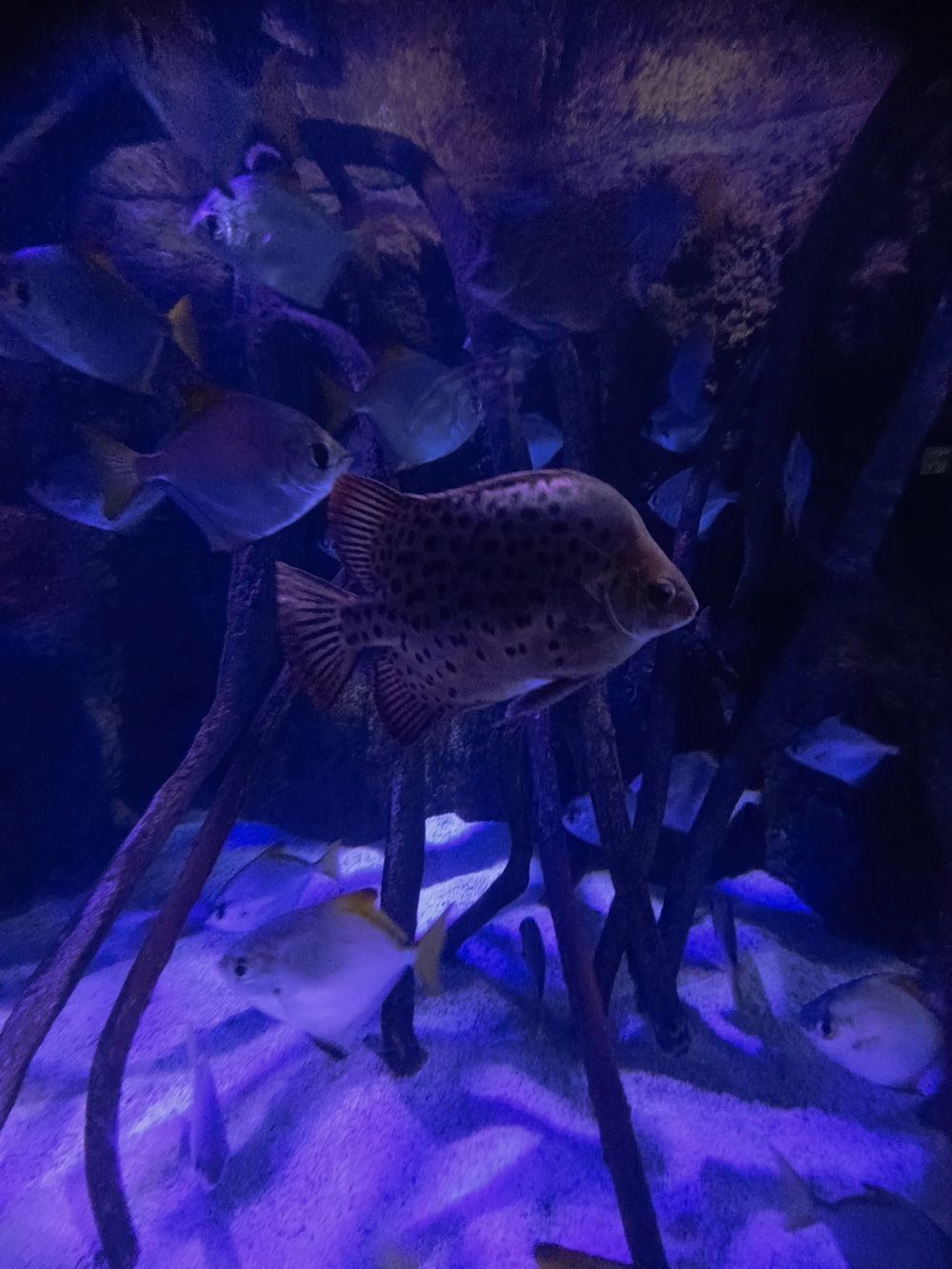 Atlantus aquarium Xanadu 05-08-2023