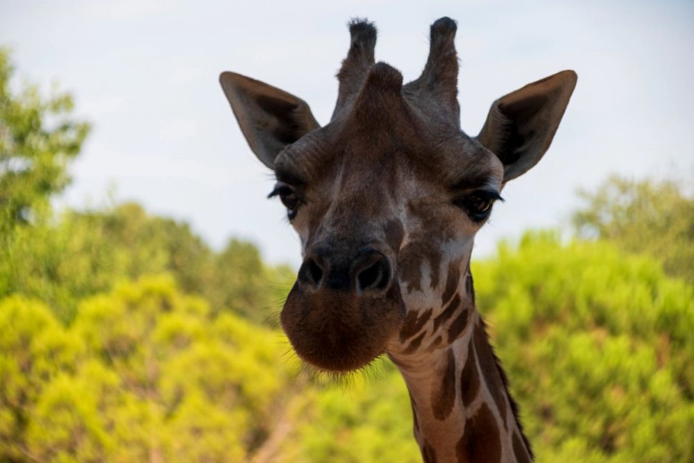 Zoo 17-08-2024