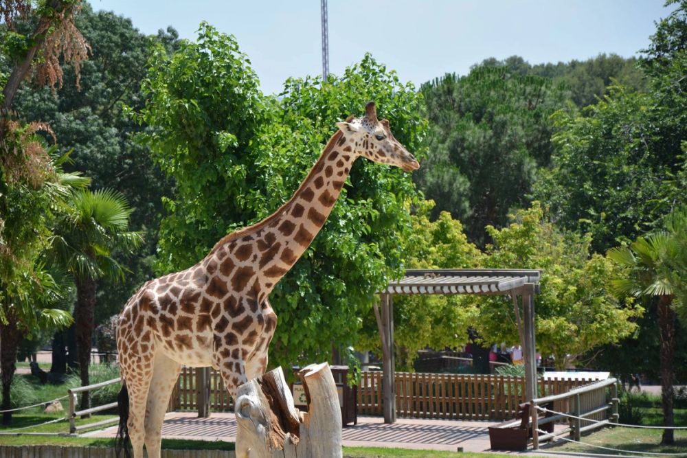 zoo 07-07-2018
