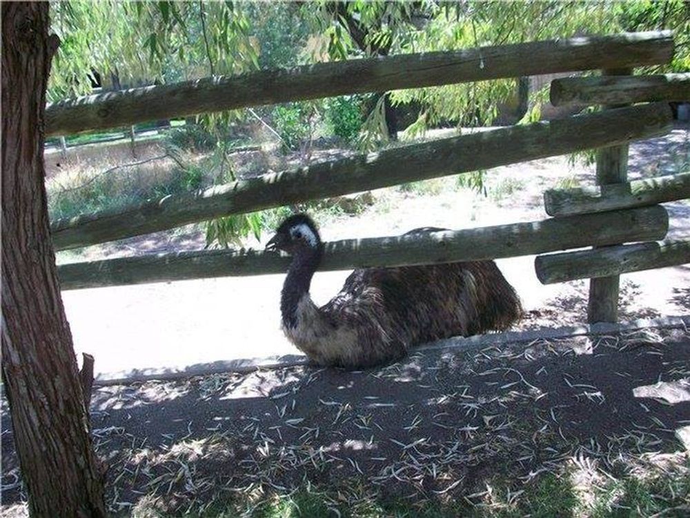 zoo 2010