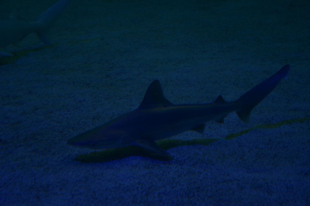 Oceanografic 2022