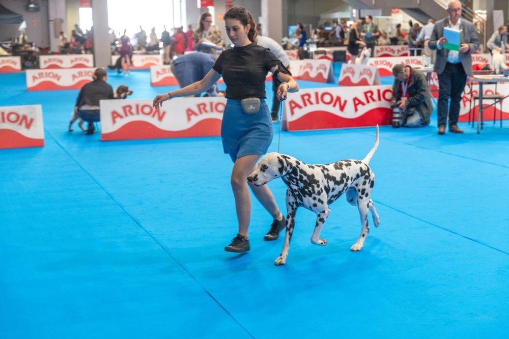 Exposicion canina (ciudad real) 01-06-2024