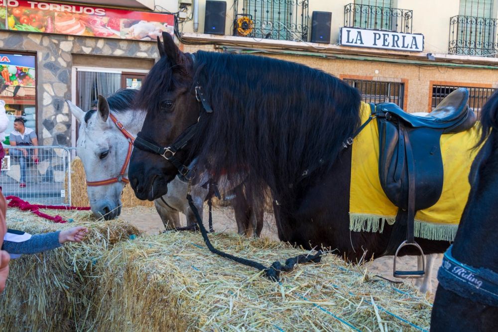 Espectaculo Carrera de caballos (Torrijos) 26-03-2023