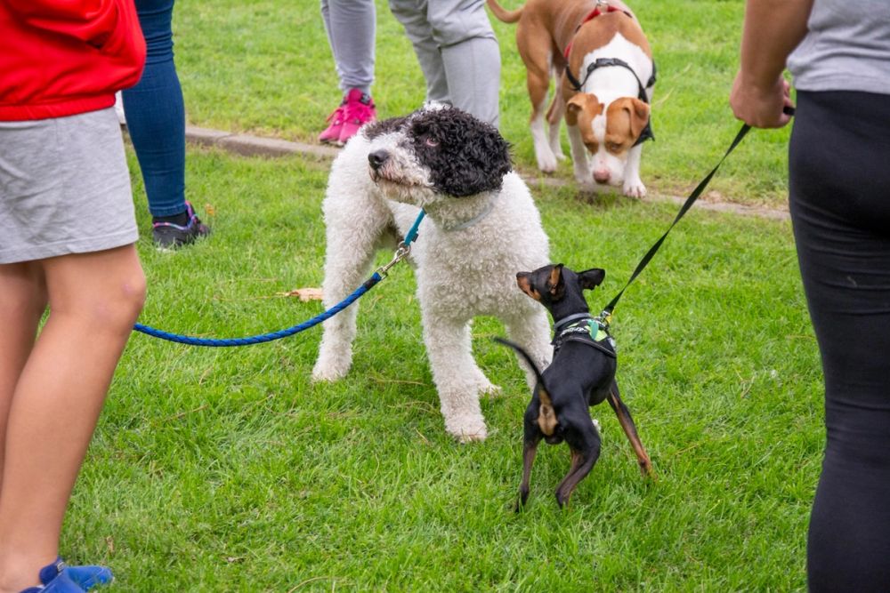 IV Ruta canina en Leganes 22-09-2019