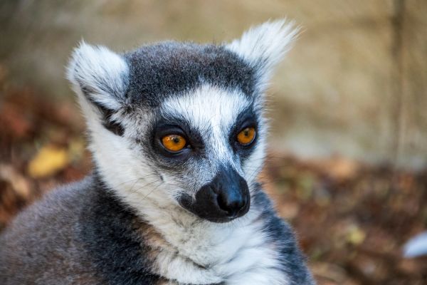 Faunia 03-08-2024