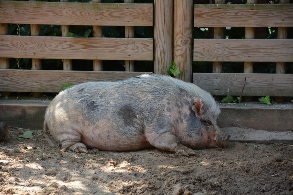 zoo 07-07-2018