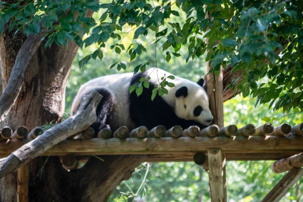 Zoo 29-07-2026