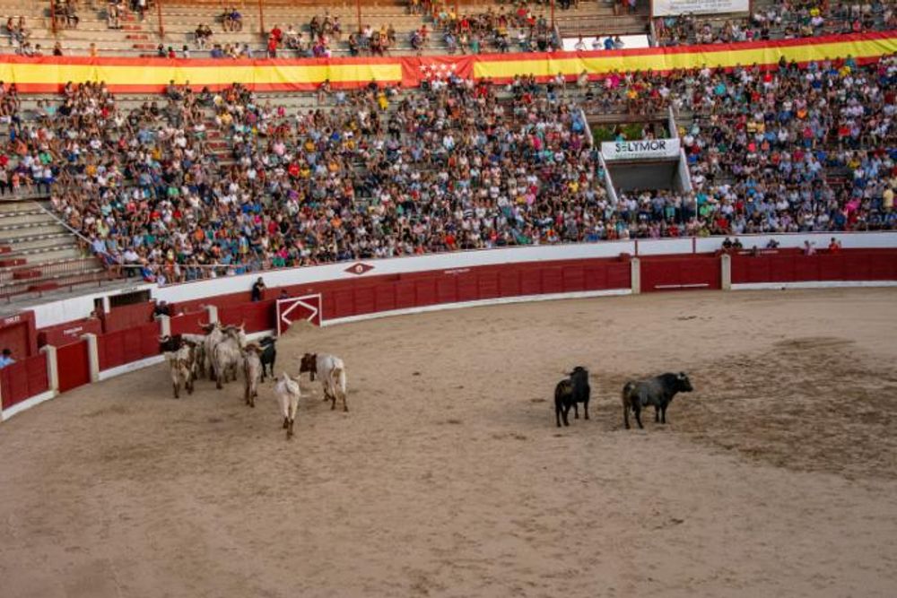 Toros en Colmenar Viejo 22-08-2019