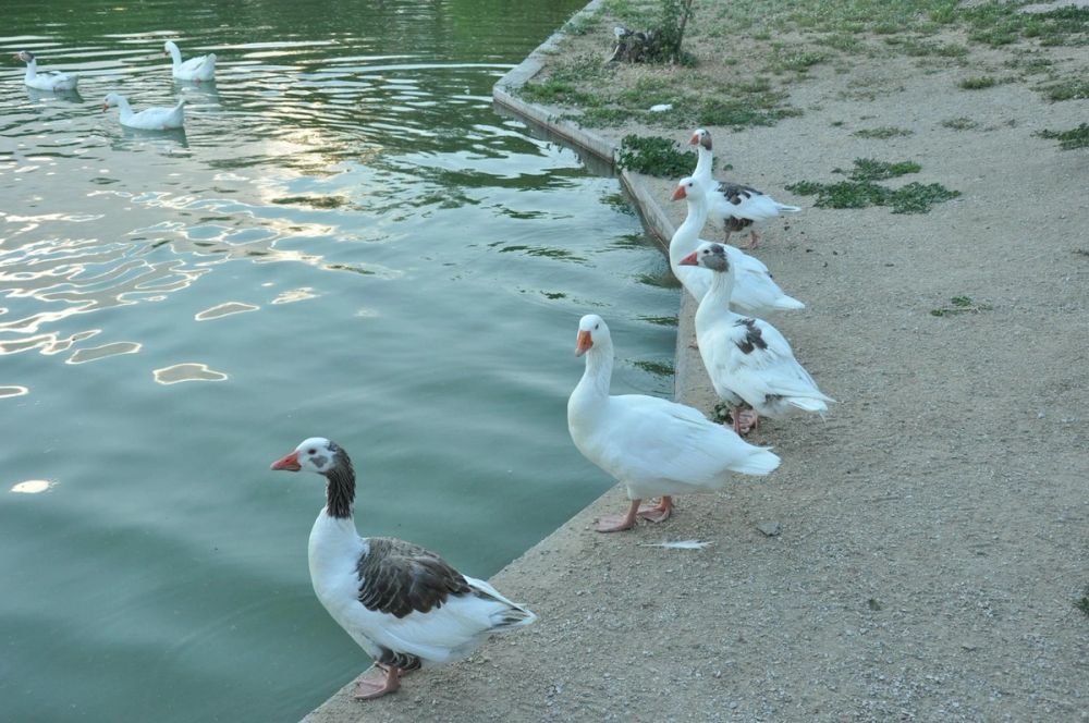 Ocas y patos en parque polvoranca (Leganes) 28-05-2015