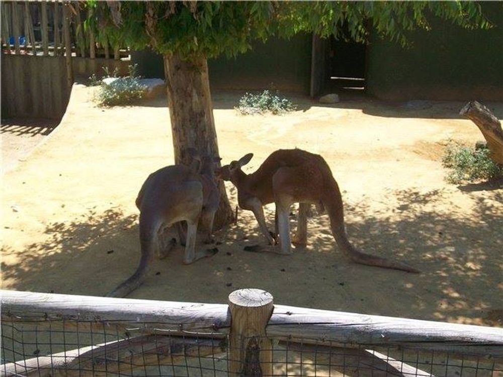 zoo 2010