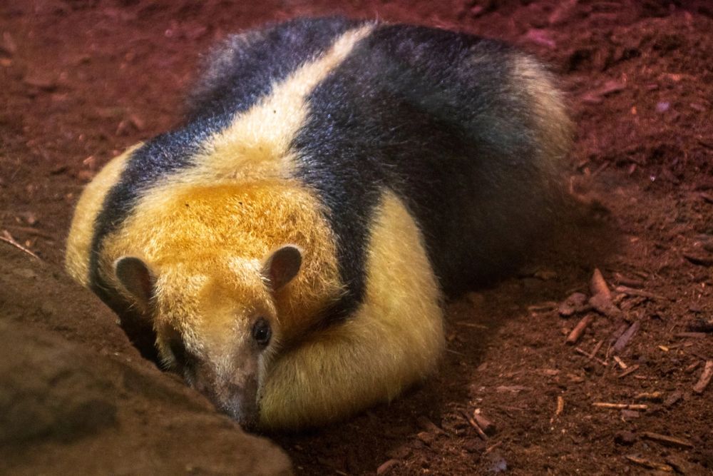 Faunia 03-08-2024