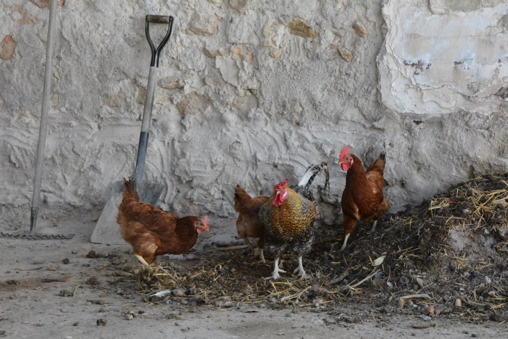 Gallinas de corral 