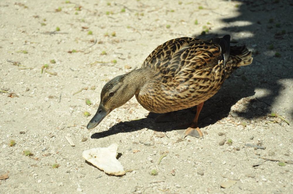 Parque del Retiro (Madrid) 30-05-2015