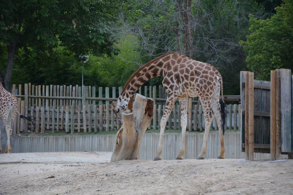 zoo 07-07-2018