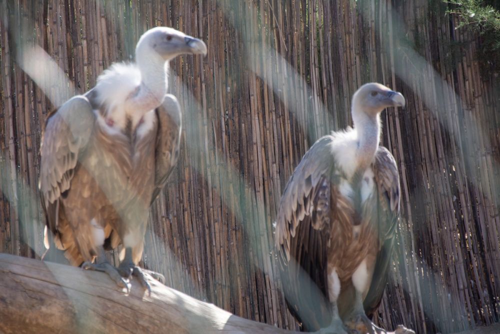 Zoo de Lillo 03-09-2022