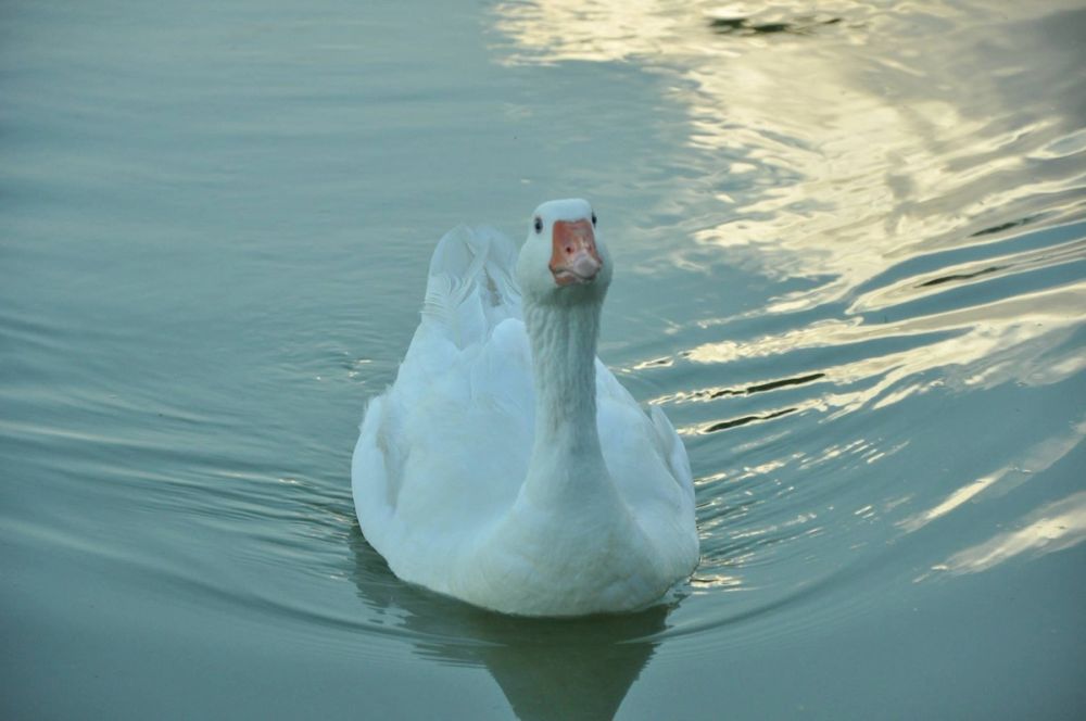 Ocas y patos en parque polvoranca (Leganes) 28-05-2015