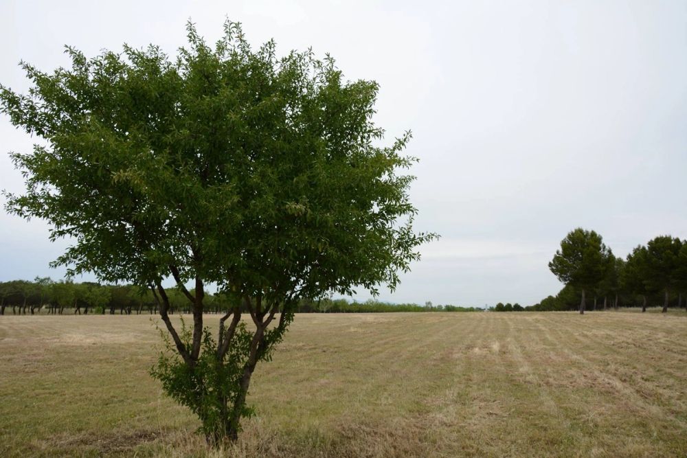 Naturaleza Parque polvoranca (Leganes) 10-06-2019