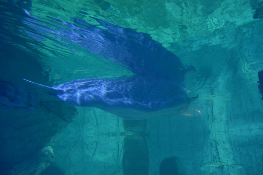 Oceanografic 2022