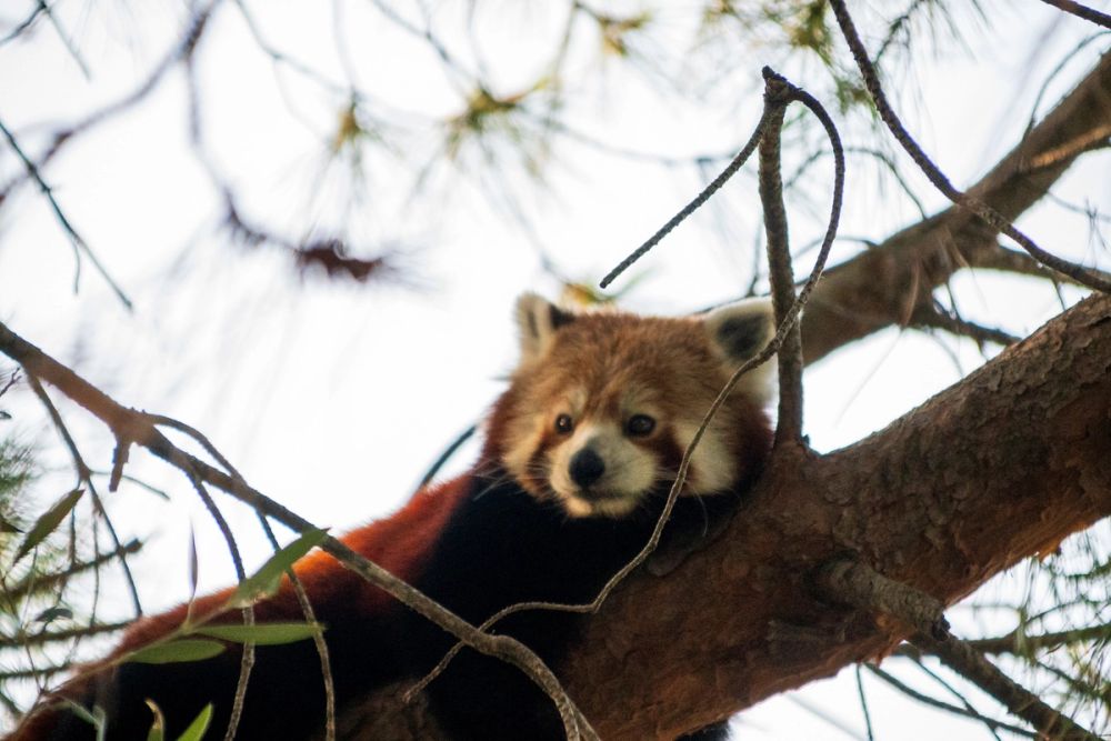 Faunia 03-08-2024
