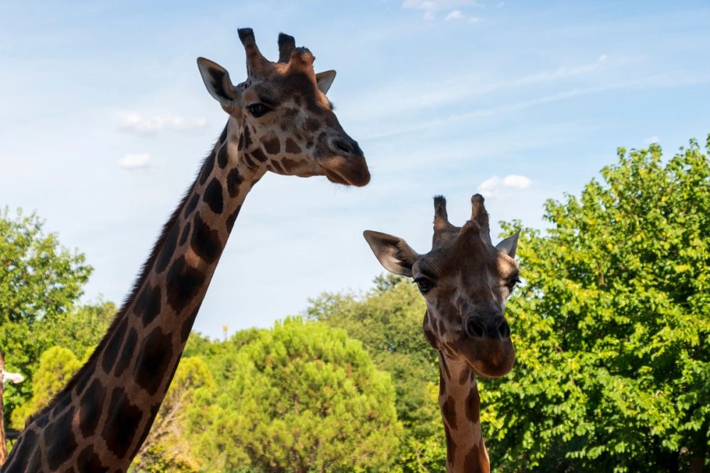 Zoo 17-08-2024