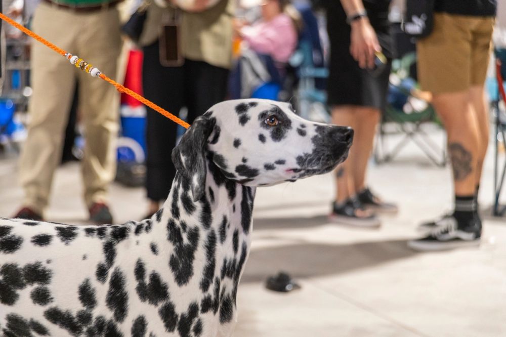 Perretes de la Exposicion canina (ciudad real) 02-06-2024