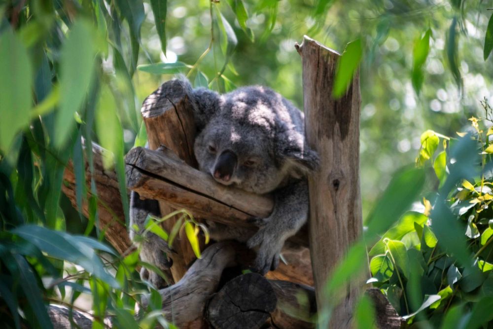Zoo 29-07-2026