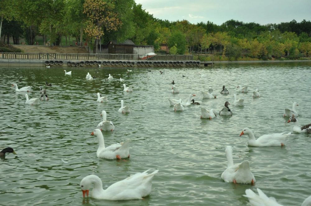 Ocas y patos en parque polvoranca (Leganes) 30-08-2014