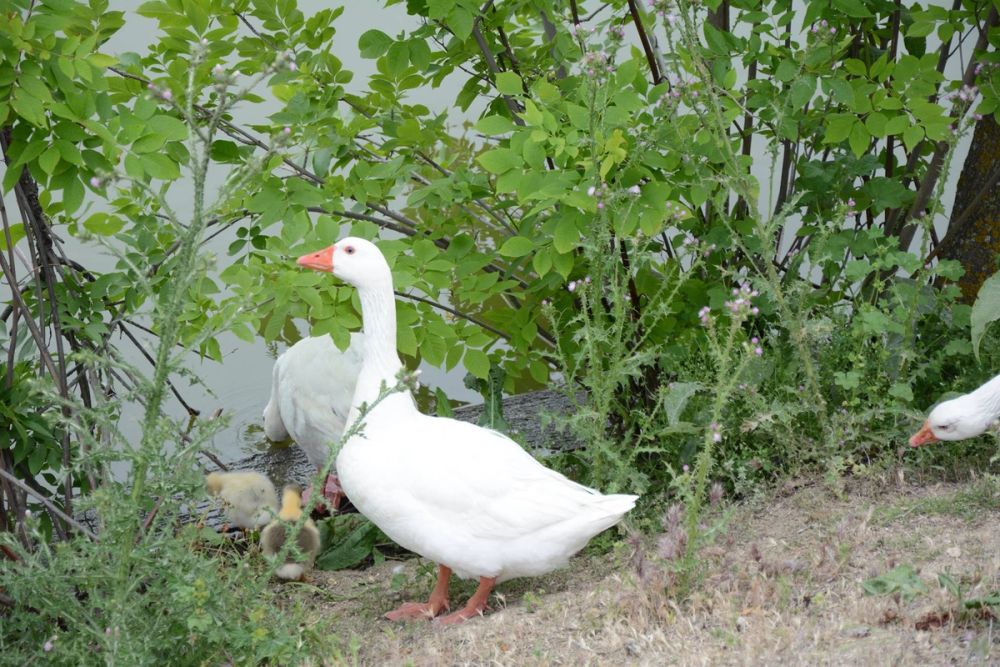 Naturaleza Parque polvoranca (Leganes) 10-06-2019