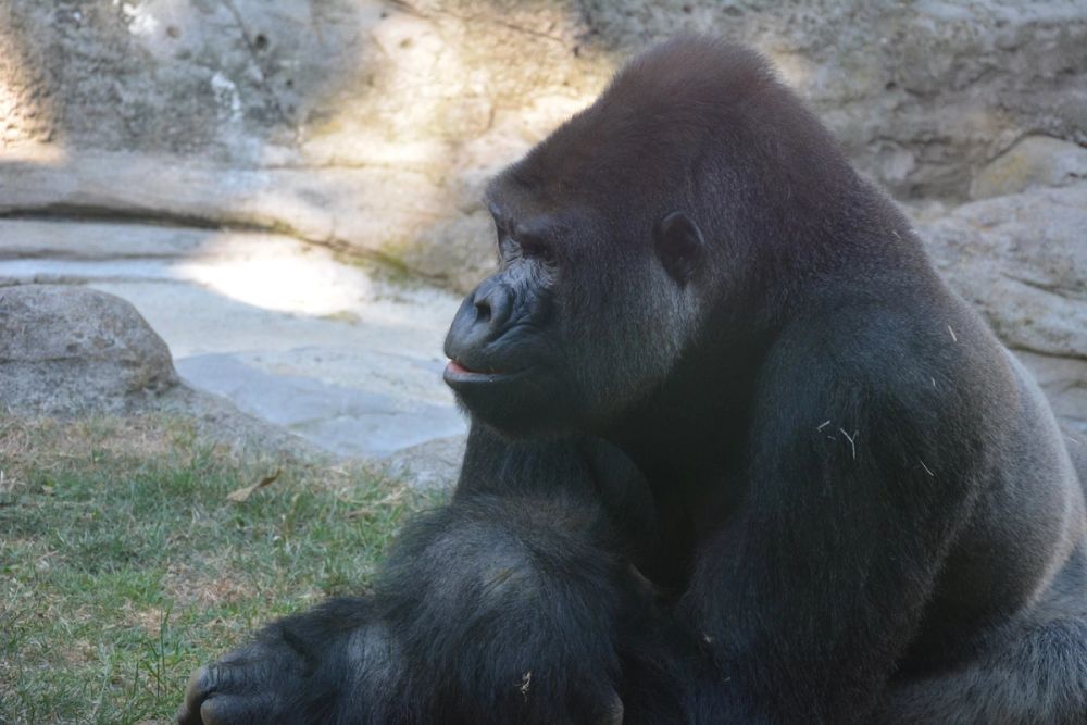 zoo 07-07-2018