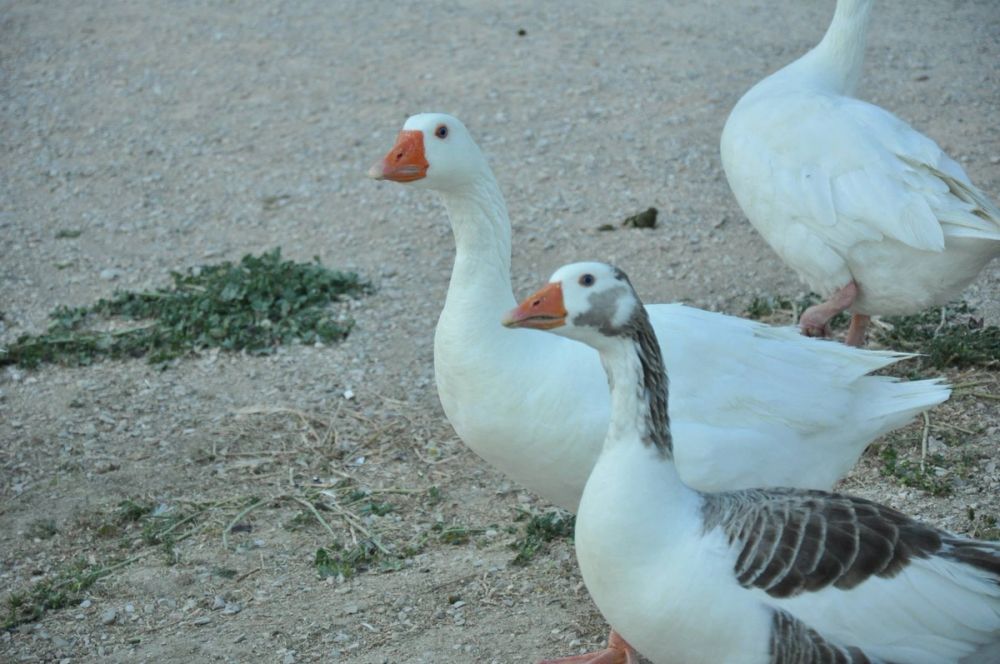 Ocas y patos en parque polvoranca (Leganes) 28-05-2015