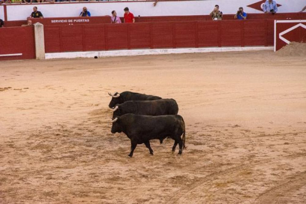 Toros en Colmenar Viejo 22-08-2019