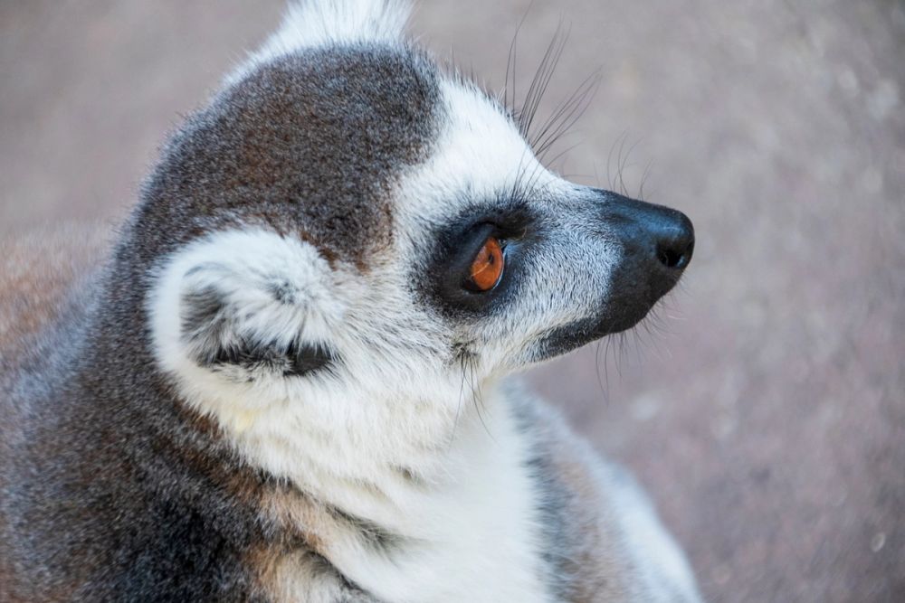 Faunia 03-08-2024