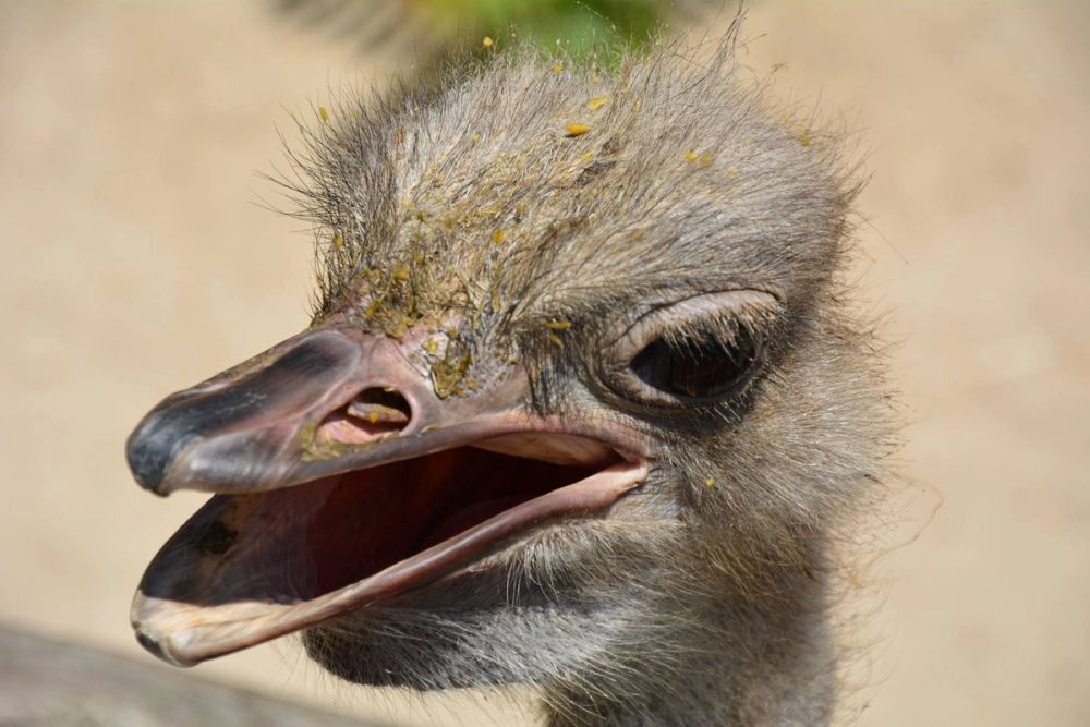 zoo 07-07-2018