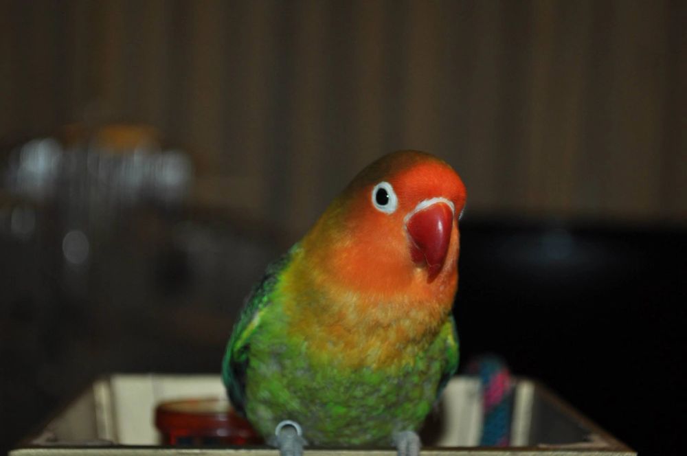 kuko y kiwi