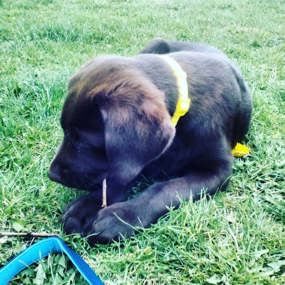 baby Conan