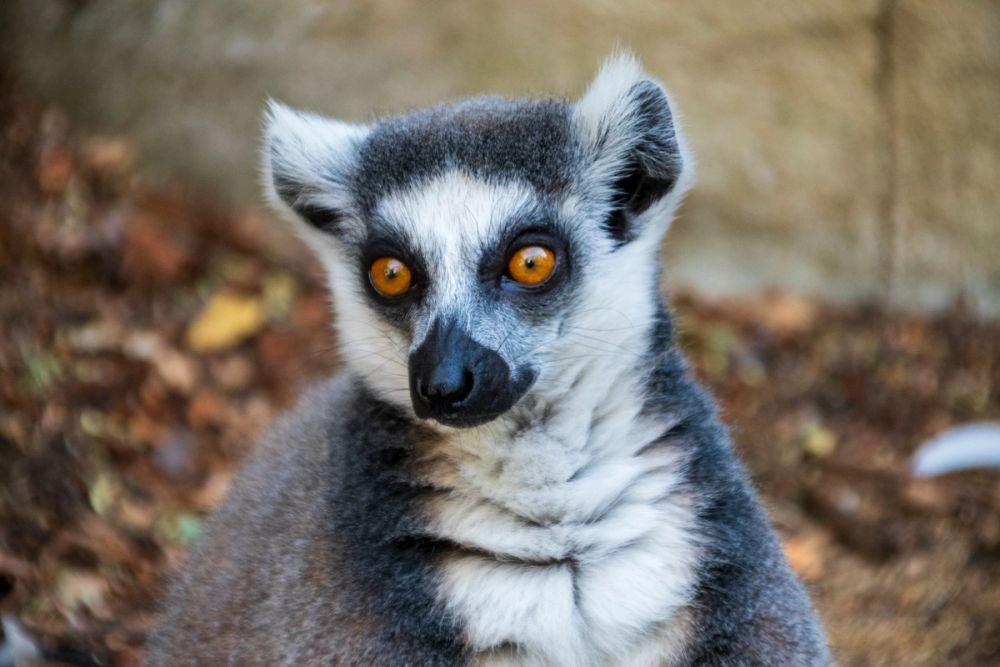 Faunia 03-08-2024