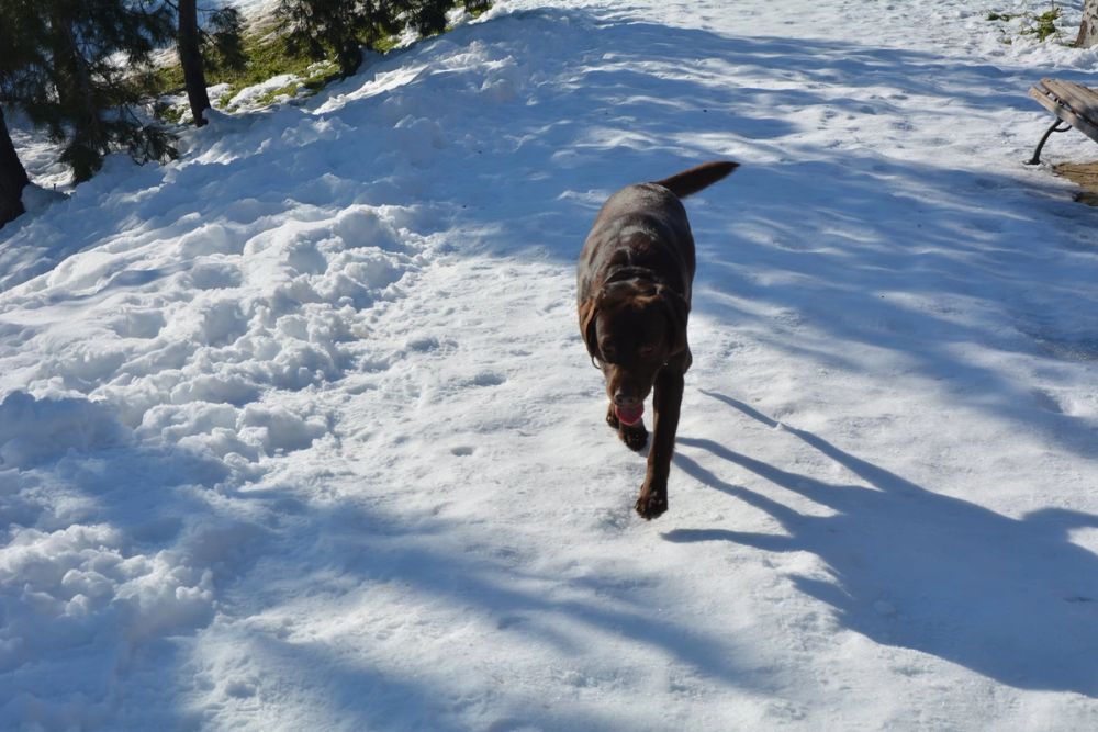 Conan en la nieve (leganes) 2021