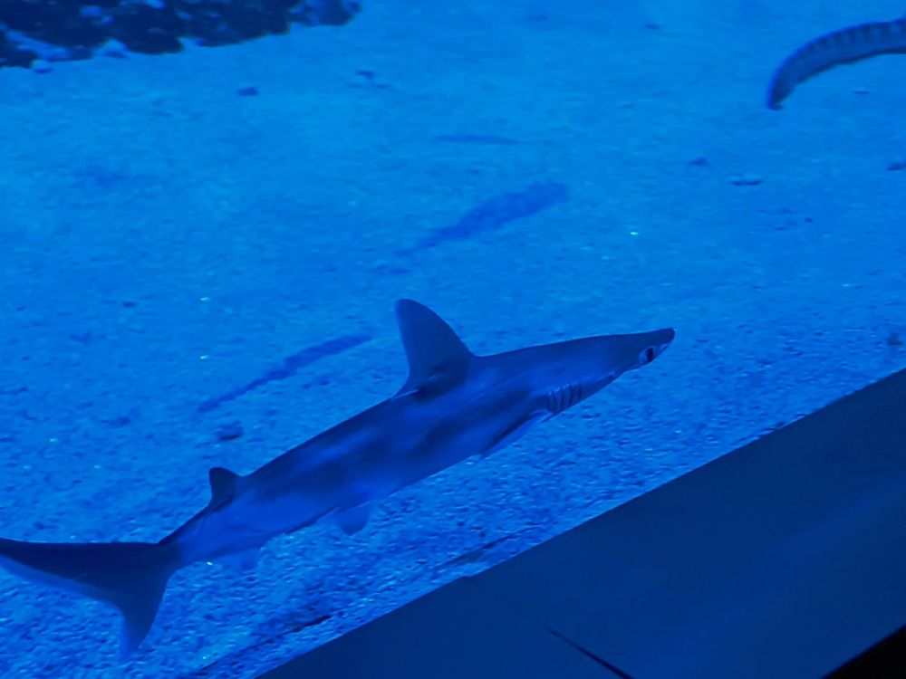 Atlantus aquarium Xanadu 05-08-2023