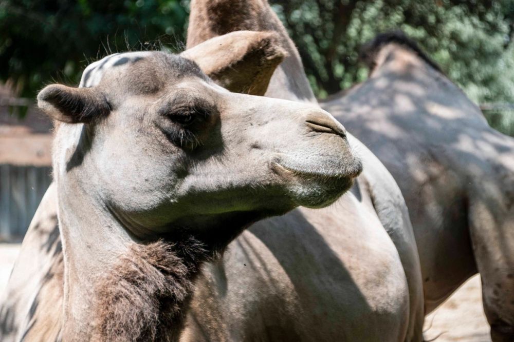 Zoo 29-07-2026