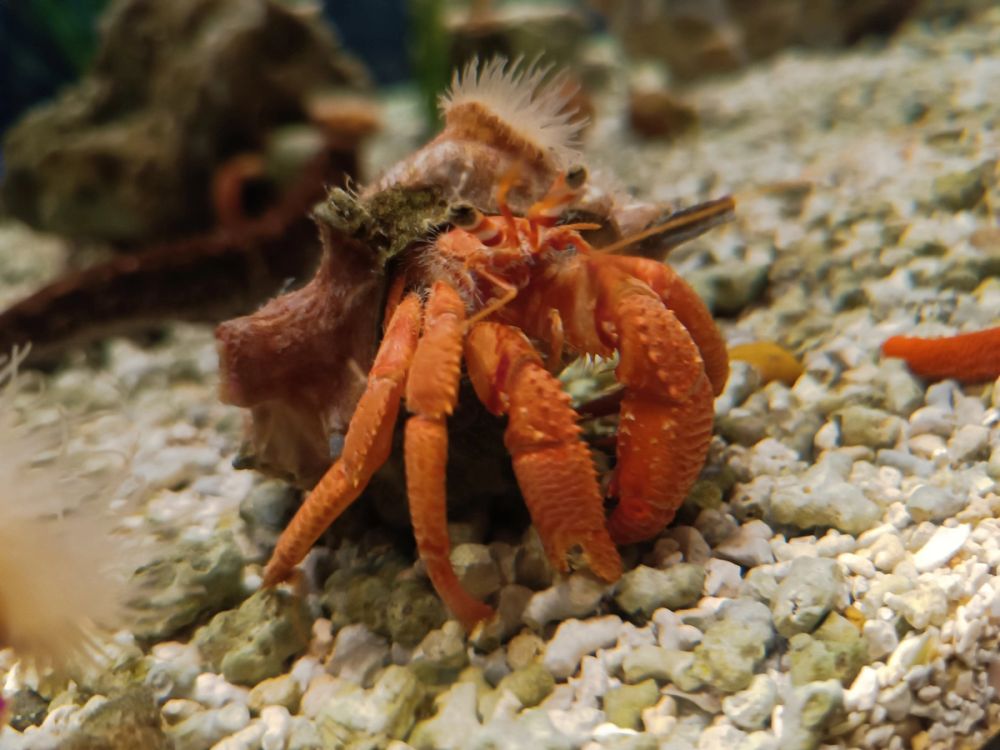 Atlantus aquarium Xanadu 05-08-2023