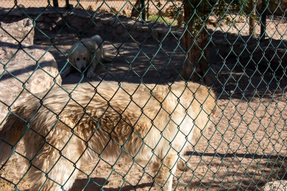 Zoo de Lillo 03-09-2022