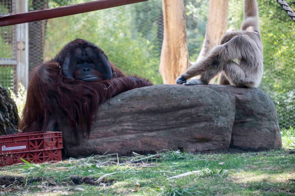 Zoo 29-07-2026