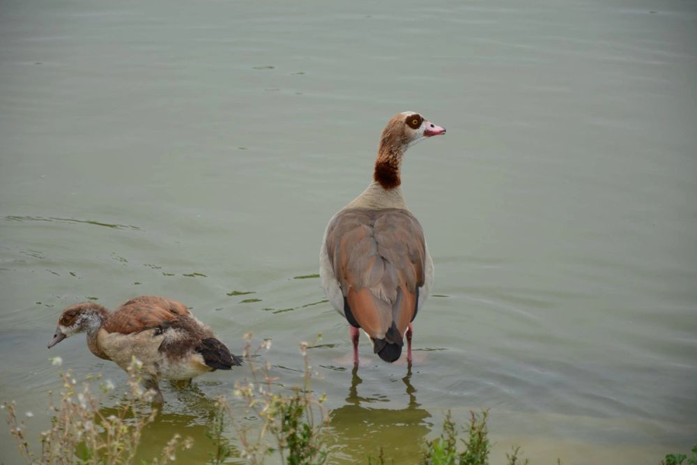 Naturaleza Parque polvoranca (Leganes) 10-06-2019