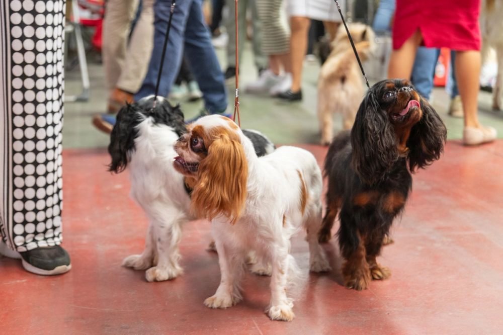 Perretes de la Exposicion canina (ciudad real) 02-06-2024