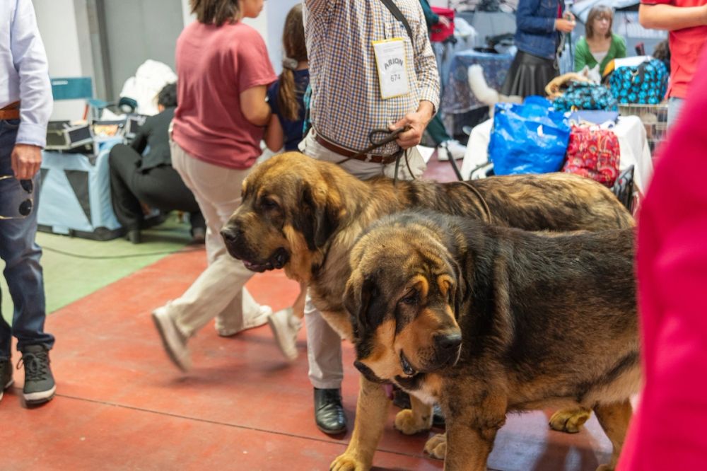 Perretes de la Exposicion canina (ciudad real) 01-06-2024